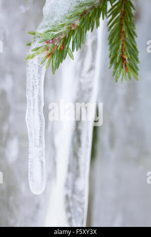 Eiszapfen hängen von Fichte Zweig Stockfoto