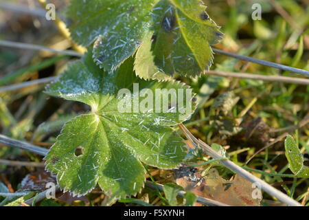 Erdbeere Blättern bedeckt mit Raureif Stockfoto