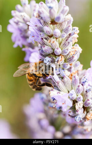 England. Makroaufnahme eines Arbeitnehmers Bee Pollen sammeln und die bestäubung Lavendel. Biene thront auf einem Lavendel Stiel mit Blumen. Stockfoto