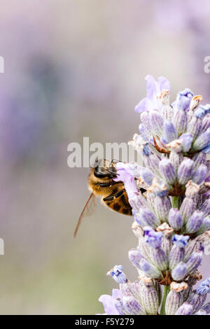 England. Makroaufnahme eines Arbeitnehmers Bee Pollen sammeln und die bestäubung Lavendel. Biene thront auf einem Lavendel Stiel mit Blumen. Stockfoto