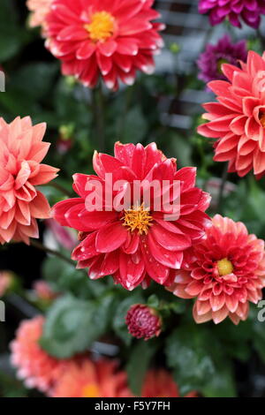 Dahlia Pinnata oder bekannt als Dahlia Stockfoto