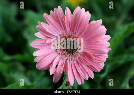 Nahaufnahme von rosa Gerbera Daisy Blume vor grünem Hintergrund, Stockfoto