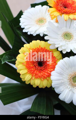 Nahaufnahme von Bouquet von Gerbera Blüten mit orangefarbenen und weißen Gerbera daisies Stockfoto