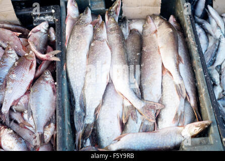 frischer Fisch auf einem Markt Stockfoto