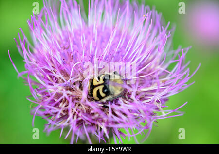 gelbe Hummel innen rosa Wildblumen bestäuben Makrofoto Stockfoto