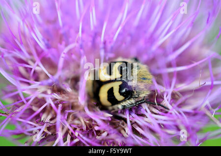 gelbe Hummel innen rosa Wildblumen bestäuben Makrofoto Stockfoto