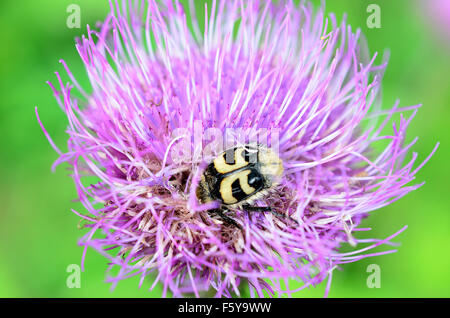 gelbe Hummel innen rosa Wildblumen bestäuben Makrofoto Stockfoto