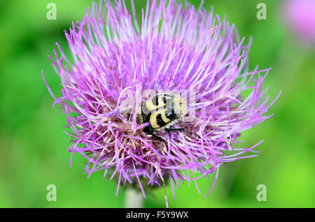 gelbe Hummel innen rosa Wildblumen bestäuben Makrofoto Stockfoto