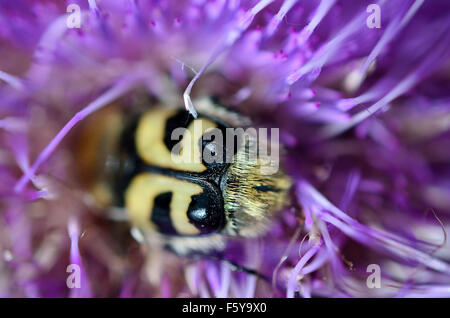 gelbe Hummel innen rosa Wildblumen bestäuben Makrofoto Stockfoto