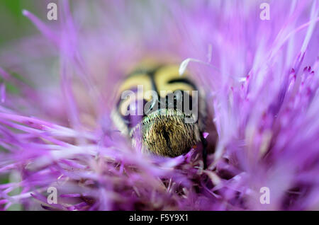 gelbe Hummel innen rosa Wildblumen bestäuben Makrofoto Stockfoto