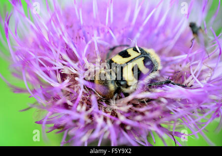 gelbe Hummel innen rosa Wildblumen bestäuben Makrofoto Stockfoto