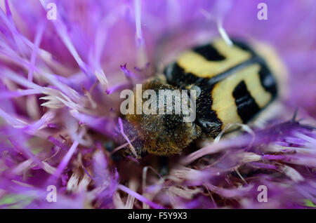 gelbe Hummel innen rosa Wildblumen bestäuben Makrofoto Stockfoto