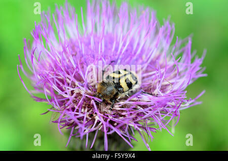 gelbe Hummel innen rosa Wildblumen bestäuben Makrofoto Stockfoto