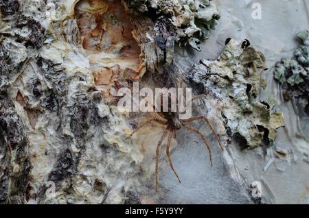 Spinnenmutter hellgelbes zu schützen ist in Säcken Spinne hinter Seide Schicht auf Birke im Sommer Makrofoto Stockfoto