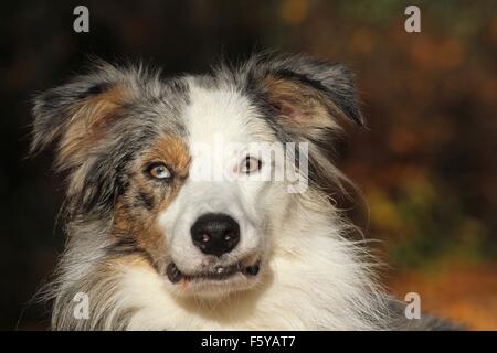 Border-Collie-Portrait Stockfoto