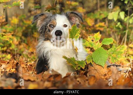 Border-Collie liegend Stockfoto