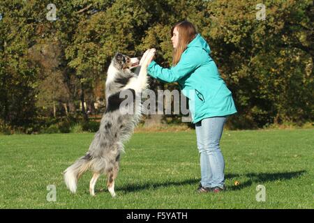 Border-Collie zeigt trick Stockfoto