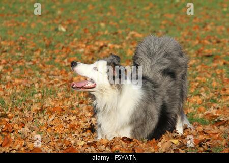 Border-Collie zeigt trick Stockfoto