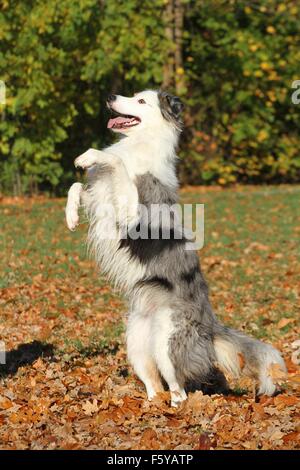 Border-Collie zeigt trick Stockfoto