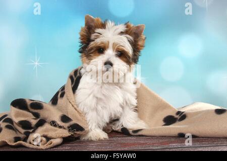 Biewer Terrier Welpen sitzen Stockfoto