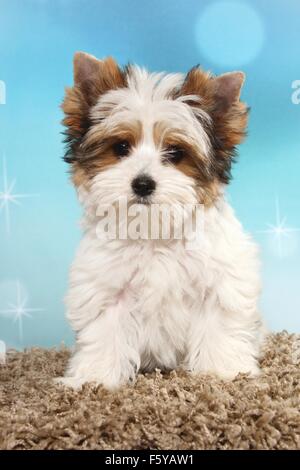 Biewer Terrier Welpen sitzen Stockfoto