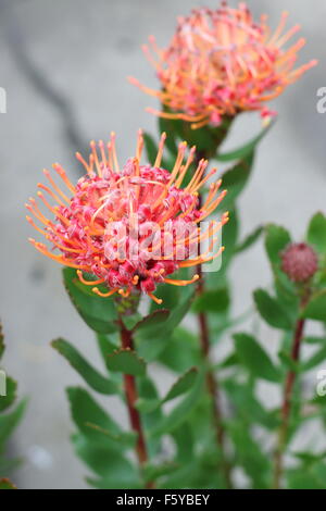 Leucospermum Glabrum x Tottum oder auch bekannt als Karneval rot proteas Stockfoto