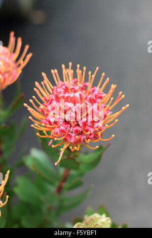 Leucospermum Glabrum x Tottum oder auch bekannt als Karneval rot proteas Stockfoto