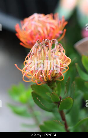 Leucospermum Glabrum x Tottum oder auch bekannt als Karneval rot proteas Stockfoto