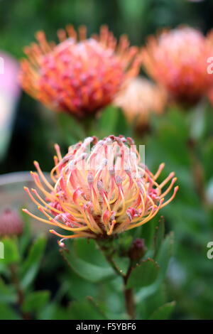 Leucospermum Glabrum x Tottum oder auch bekannt als Karneval rot proteas Stockfoto