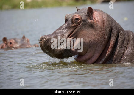 Nahaufnahme des Kopfes von Hippopotamus Amphibius Lake Naivasha, Kenia Stockfoto