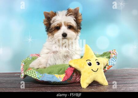 Biewer Terrier Welpen sitzen Stockfoto
