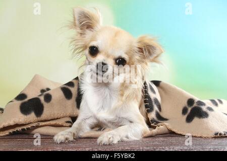 liegenden Langhaar Chihuahua Stockfoto