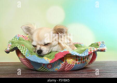 langhaarige Chihuahua schlafen Stockfoto