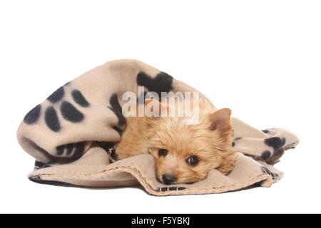 Yorkshire Terrier Welpe liegend Stockfoto