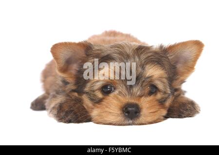 Yorkshire Terrier Welpe liegend Stockfoto