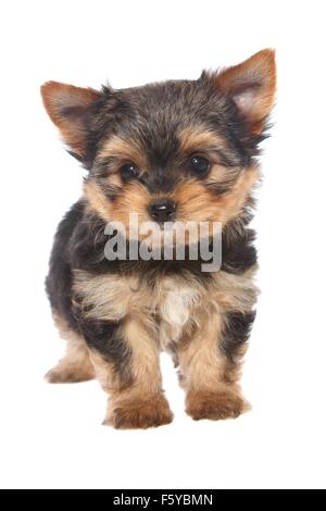 Yorkshire Terrier Welpe stehend Stockfoto