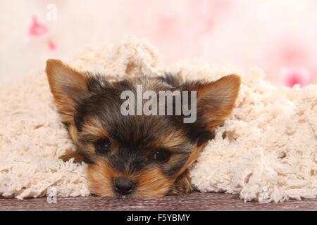 Yorkshire Terrier Welpe liegend Stockfoto