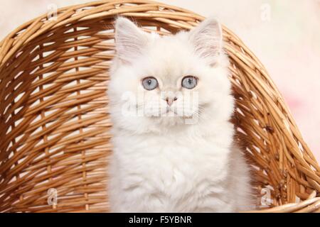 Highlander Kitten portrait Stockfoto