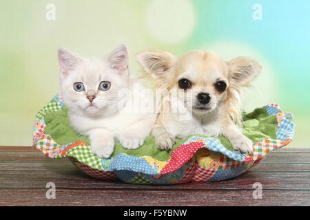 Britisch Kurzhaar Kätzchen und Chihuahua Stockfoto