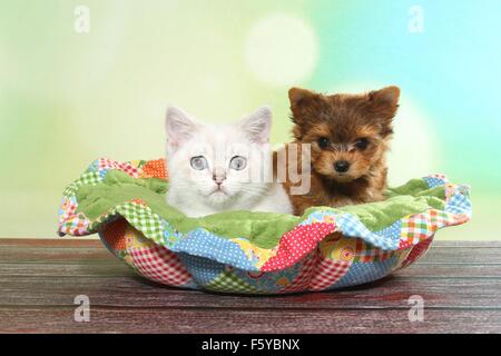 Britisch Kurzhaar Kätzchen und Yorkshire-Terrier Welpen Stockfoto