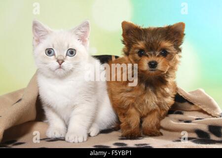 Britisch Kurzhaar Kätzchen und Yorkshire-Terrier Welpen Stockfoto