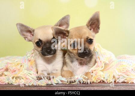 2 Kurzhaar Chihuahua Welpen Stockfoto