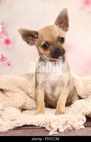 Kurzhaar Chihuahua Welpen sitzen Stockfoto