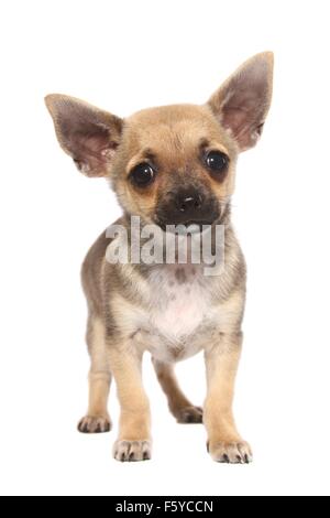 Kurzhaar Chihuahua-Welpe stehend Stockfoto