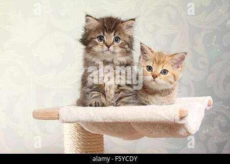 Britisch Kurzhaar und Highlander Kitten Stockfoto