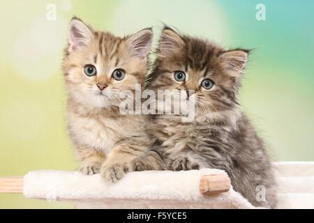 Britisch Kurzhaar und Highlander Kitten Stockfoto