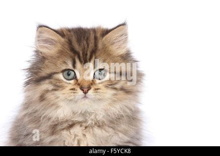 Highlander Kitten Portrait Stockfoto