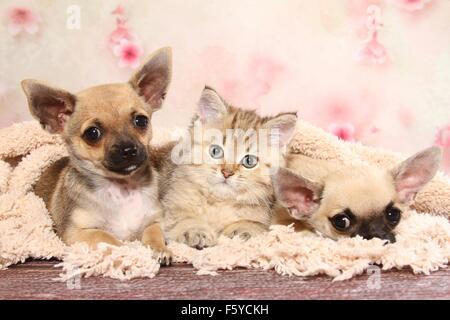 Chihuahua Welpen und Britisch Kurzhaar Kitten Stockfoto