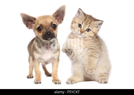 Chihuahua Welpen und Britisch Kurzhaar Kitten Stockfoto