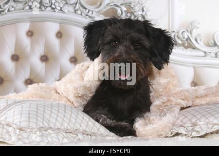 Dackel-Mischling im Bett Stockfoto